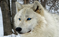 Книга Воплощенная мечта (СИ)